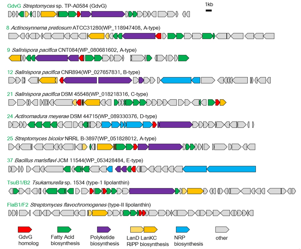 図4　gdvG相同遺伝子は幅広い微生物種内ゲノムに存在している。