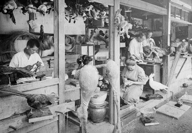 標本製作の作業風景