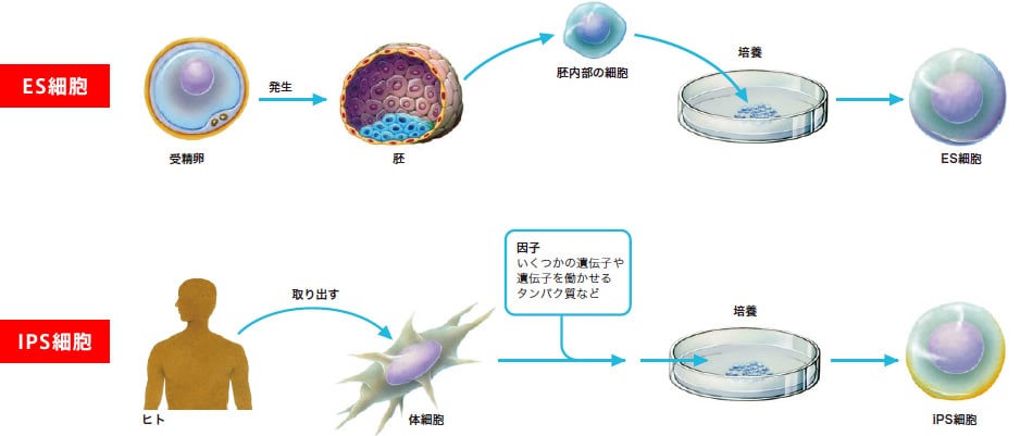 医療 ライフサイエンスの歴史を塗り替えたips細胞とは バックナンバー Vol 21 島津製作所 広報誌 ぶーめらん ぶーめらん お客様とのコミュニケション誌 ブーメラン