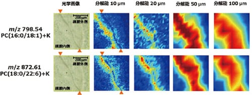 ごく少量の生体組織中の分子分布を観察できるメリット