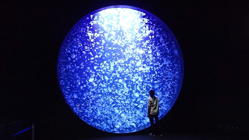 世界一のクラゲ水族館に