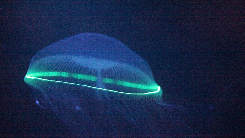 発光するオワンクラゲ（写真提供：加茂水族館）
