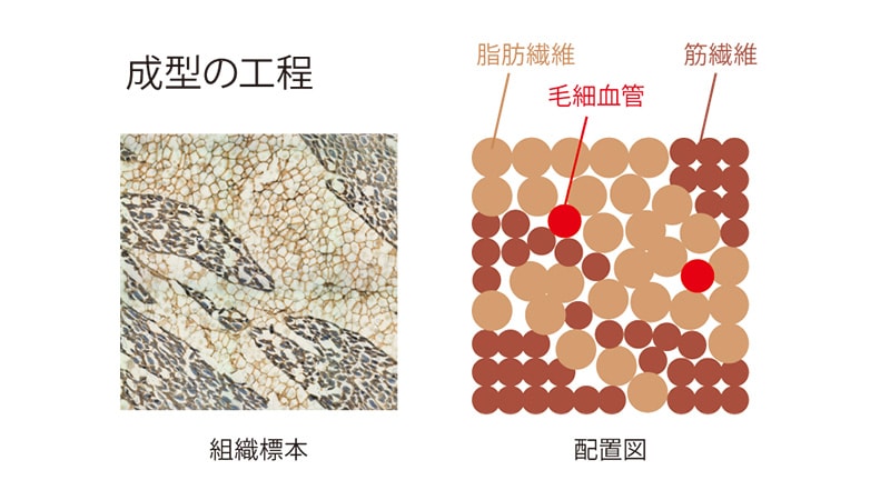 実際の肉の標本と配置図