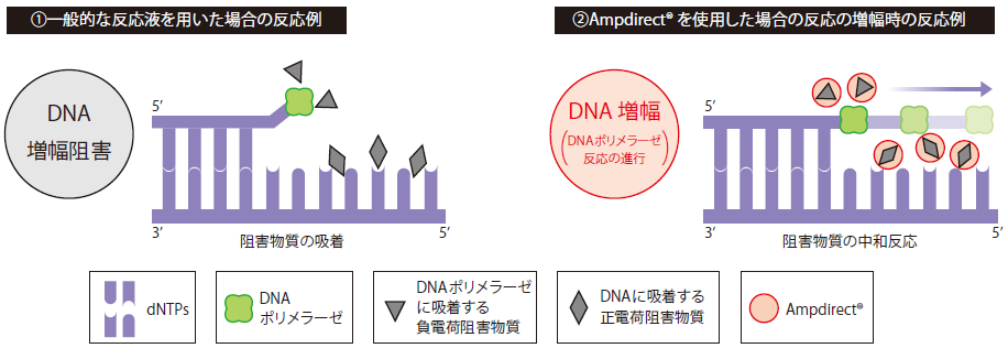 図：一般的なPCR反応液とAmpdirectを用いた場合の反応例