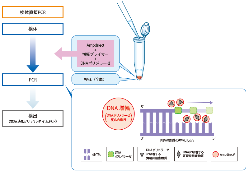 図：検体直接PCRのイメージ