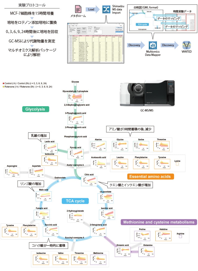 細胞培養液中の代謝物の時間経過による変動を代謝マップ上に投影