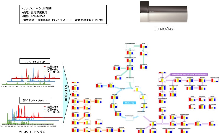 マウス肝組織中の一次代謝量の比較を代謝マップに投影