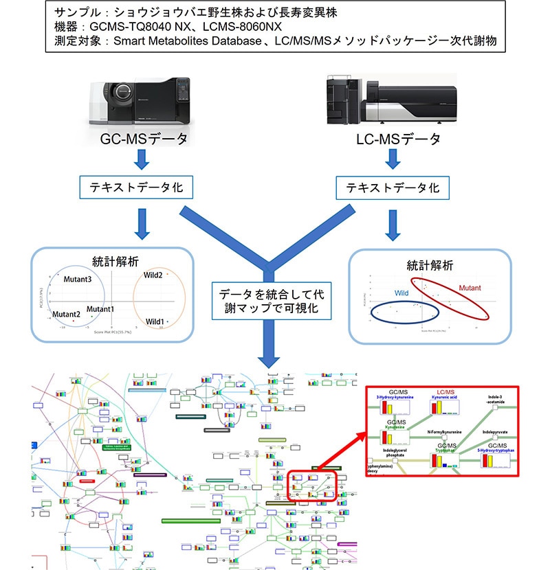 ショウジョウバエの代謝物を GC/MS および LC/MS で測定して代謝マップに投影