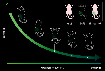 リアルタイムイメージング