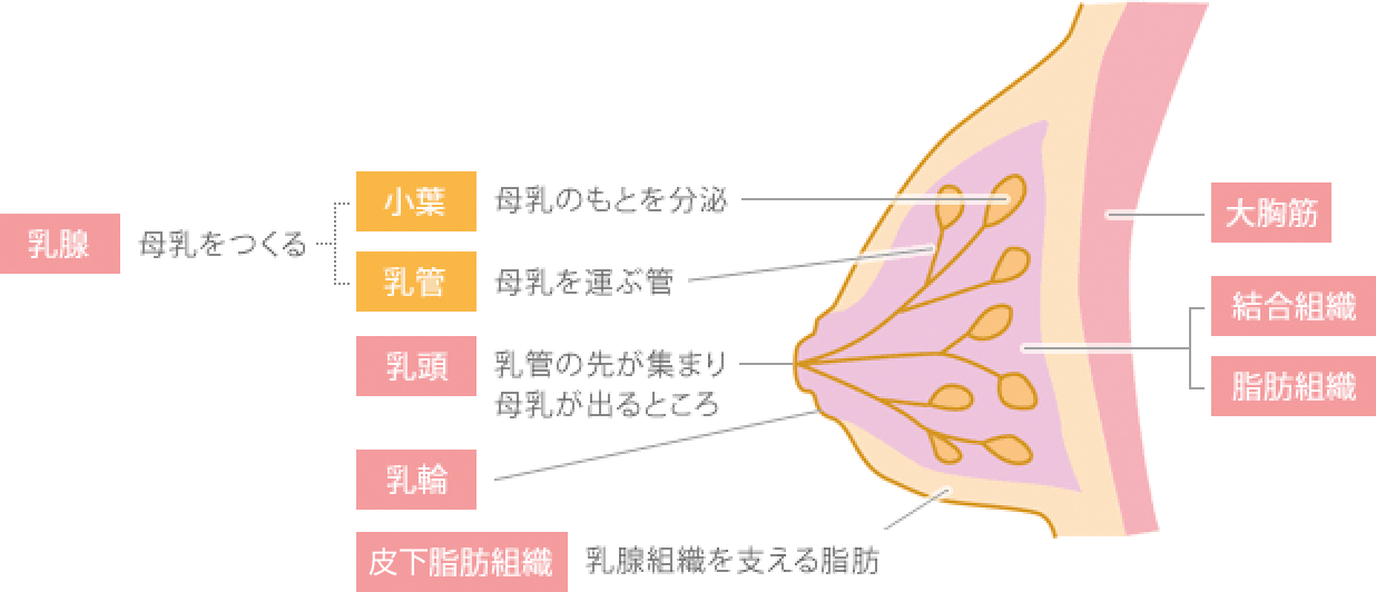 乳がんの多くは乳管から発生します。小葉から発生することもあります。