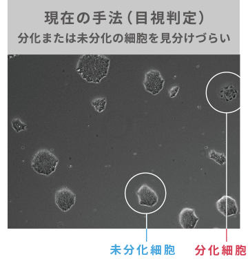 現在の手法（目視判定） 分化または未分化の細胞を見分けづらい