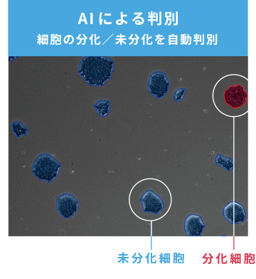 AIによる判別 細胞の分化／未分化を自動判別