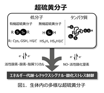 超硫黄分子