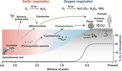 Ogata et al., Antioxid Redox Signal, 2023より抜粋