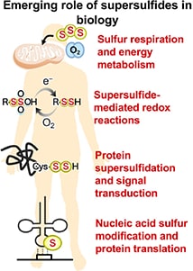 Barayeu et al., Br J Pharmacol, 2023より抜粋