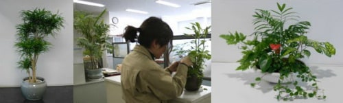 植栽イメージ　レンタルプランツ