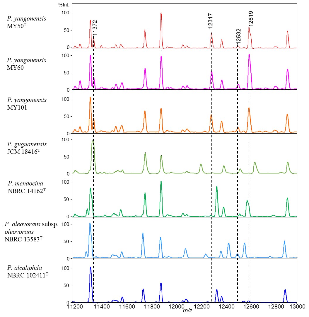 図１）新種P. yangonensis MY50T, MY60, MY101, およびP. oleovoransグループの近縁種のm/z 11200~13000におけるMALDIマススペクトルの比較