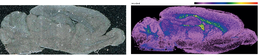 測定画像：ラット脳全体の光学画像（左）とラット脳全体のタンパク質イメージング画像（右）