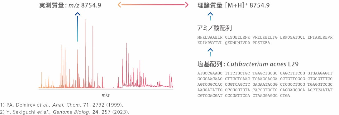 図：プロテオミクス法による微生物同定の原理
