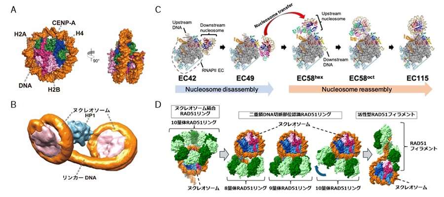 図1 クロマチン試験管内再構成技術を基盤としたエピゲノム因子を含むクロマチン複合体の構造解析成果