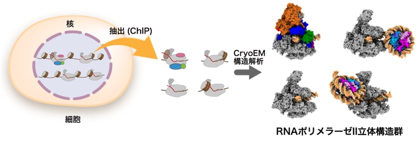 図2 ChIP-CryoEM法による細胞由来RNAポリメラーゼII複合体の立体構造解析の成果