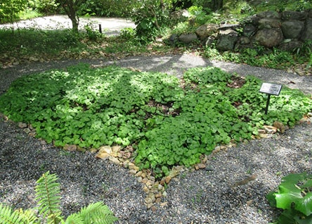 島津の森で育つフタバアオイ