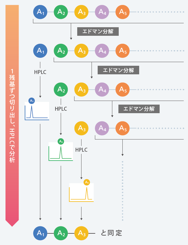 プロテインシーケンサの分析の原理