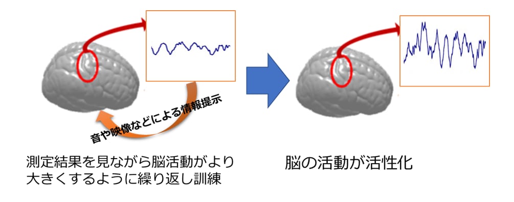 ニューロフィードバックによる脳活動の随意的コントロール