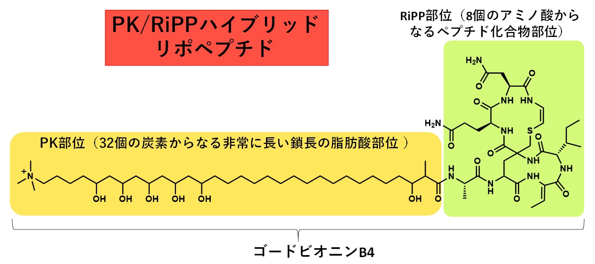 図1　 PK/RiPPハイブリッドリポペプチドの一種、ゴードビオニンの化学構造