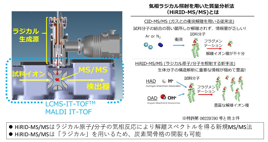 図2　気相ラジカル照射を用いた質量分析法（HiRID-MS / MS）の概略