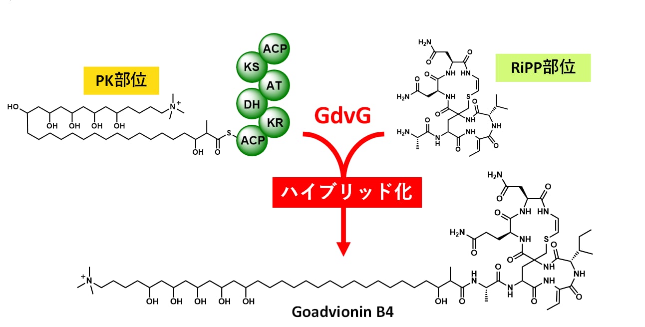 図3　ゴードビオニン生合成過程におけるハイブリッド化機構
