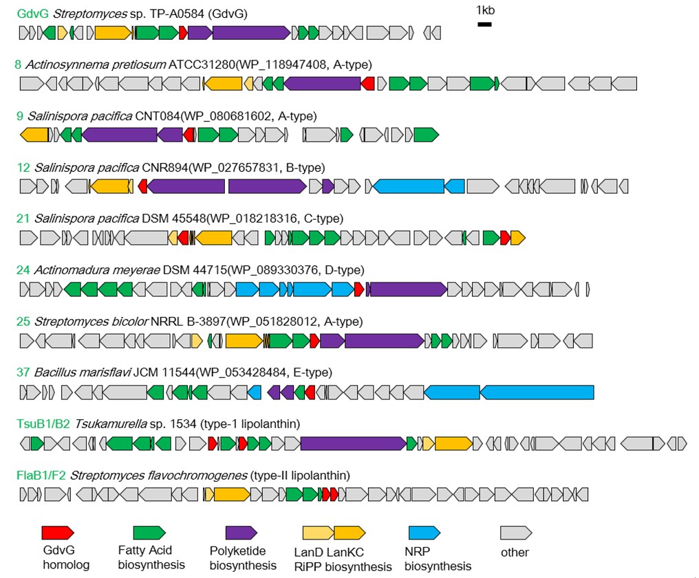 図4　gdvG相同遺伝子は幅広い微生物種内ゲノムに存在している。