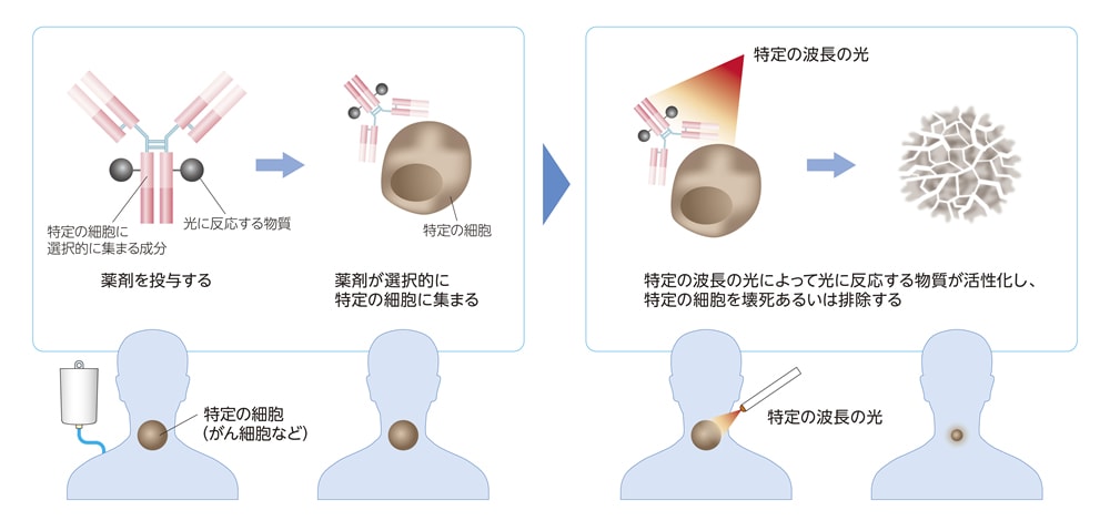 【イルミノックス®プラットフォームを基に開発された医薬品・医療機器による光免疫療法の仕組み】