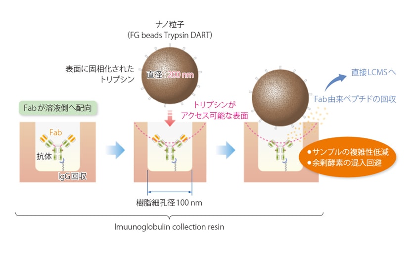 nSMOL Antibody BA Kitを利用した前処理の模式図