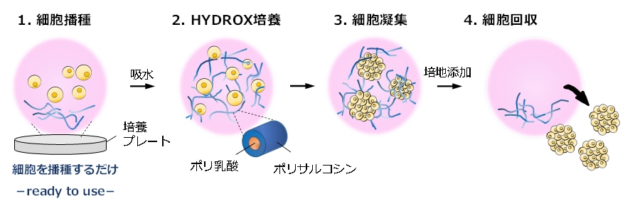 図3．「HYDROX」を利用した細胞凝集フロー