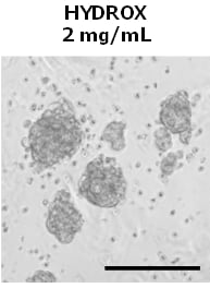 図4. 「HYDROX」の適用により形成された三次元細胞塊　 