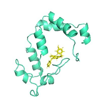 イラスト：世界最小の発光酵素「picAluc」（ピカルック）