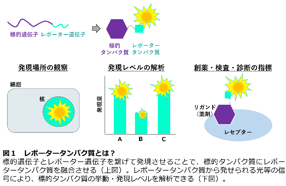 レポータータンパク質とは？