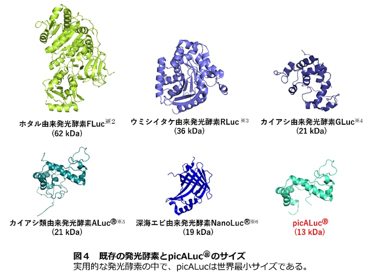 既存の発光酵素とpicALucのサイズ