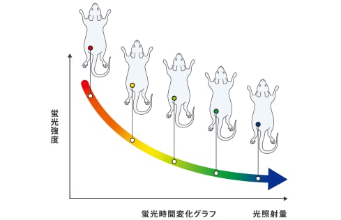 薬物動態の時間解析