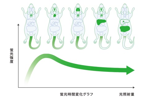 薬物動態の空間解析