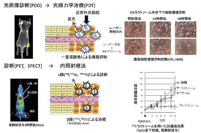 図4 診断/治療への応用(光線力学療法、内照射療法)