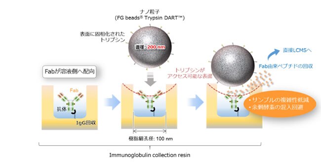 nSMOL法を利用した前処理の模式図