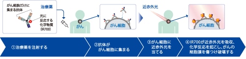 がん光免疫療法の作用メカニズム