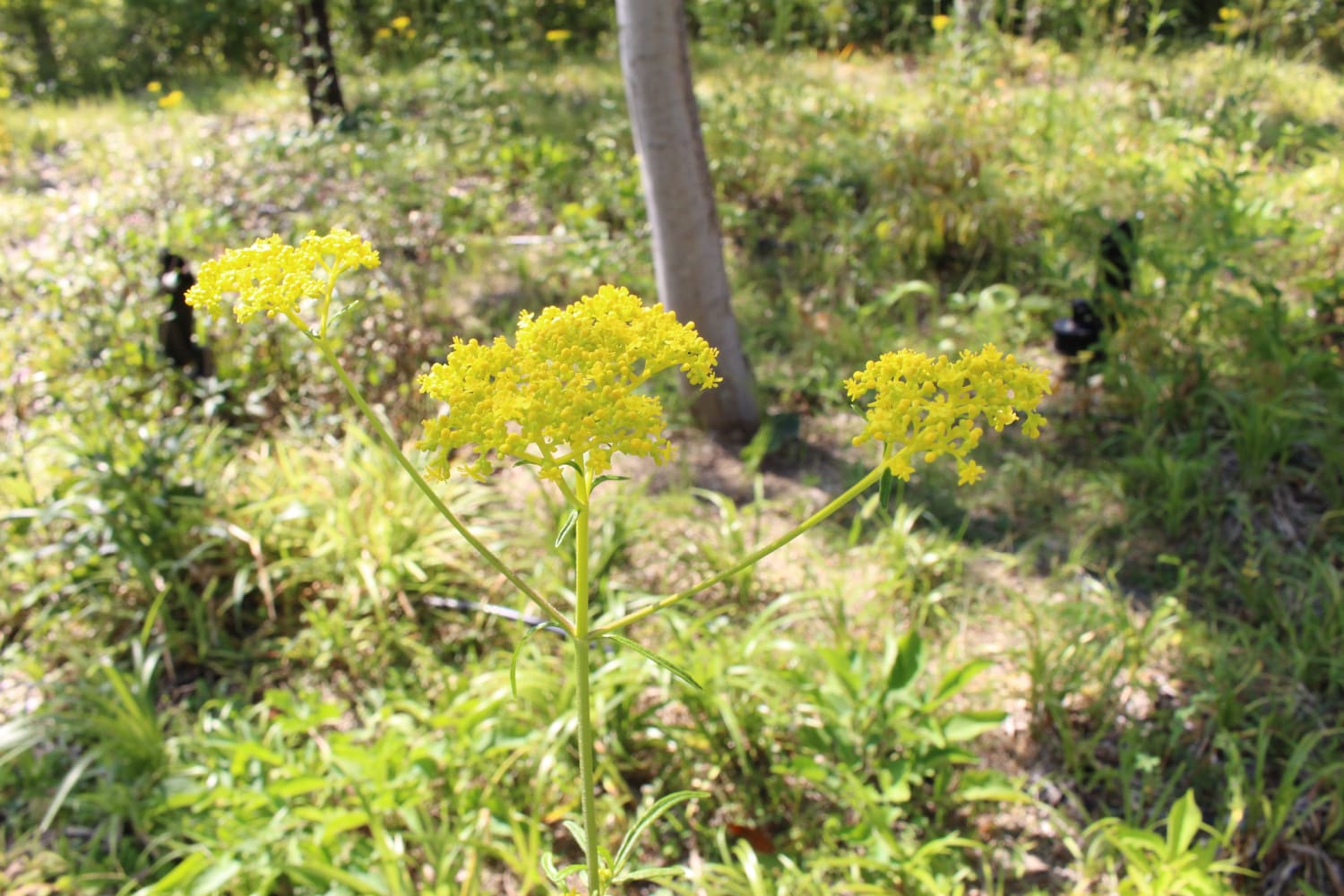 「島津の森」の植物