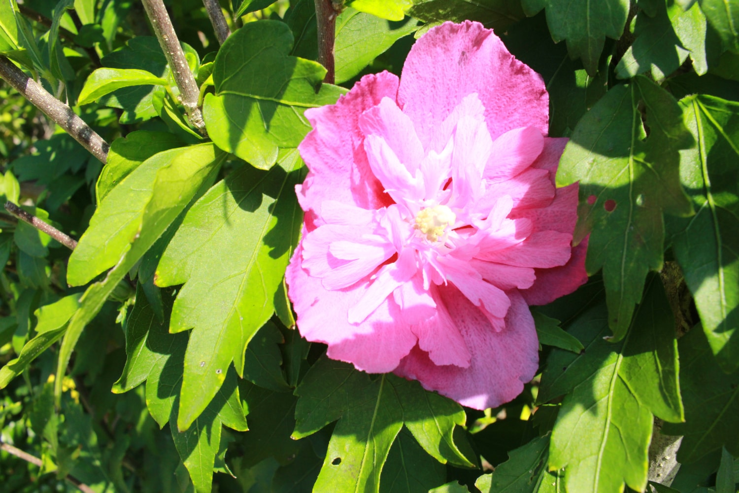 「島津の森」に咲く花