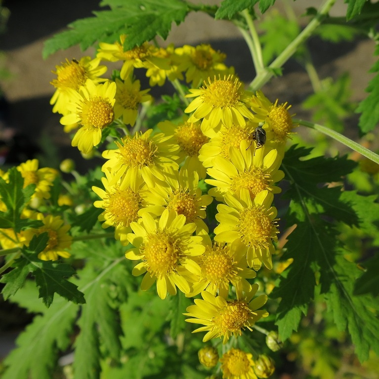 「島津の森」のキクタニギク