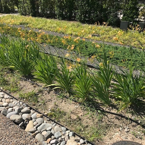 「島津の森」のヒオウギ