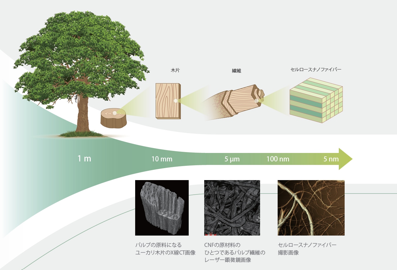 セルロースナノファイバー（CNF）とは