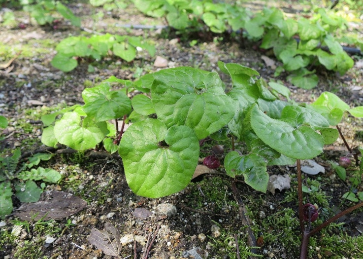 「島津の森」で育つフタバアオイの葉